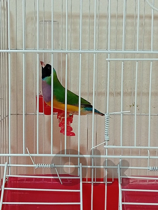 غولديان فينش او حسون استرالي gouldian finsh