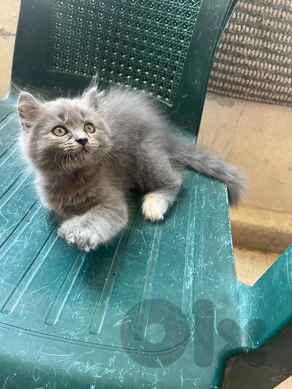 بيروت الروشه