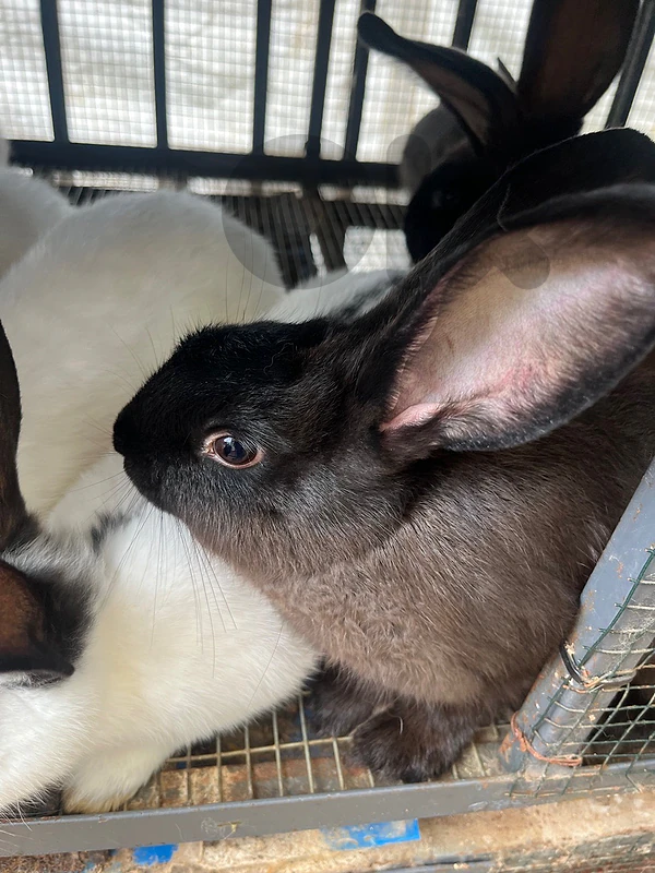 Rabbits