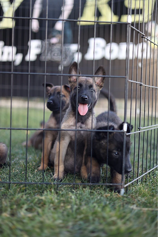 malinois for sale