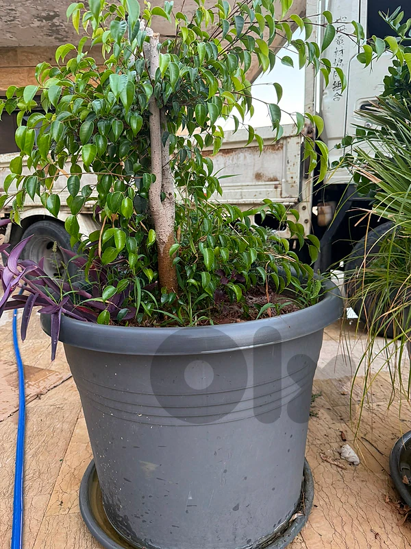 29 Large Plants for Sale – $8,250 Including Transport