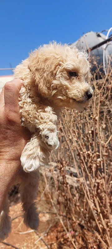 maltipoo puppies for sale