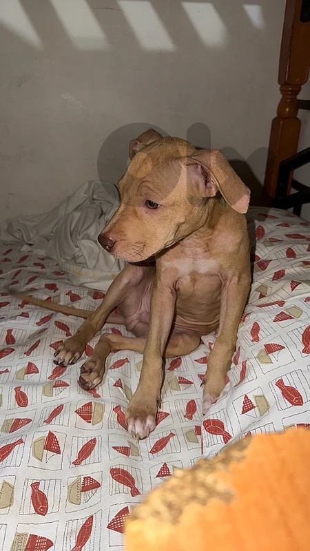 Red nose pitbull