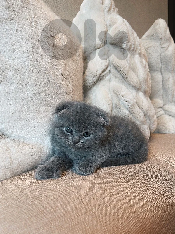 pure Scottish fold and British kittens