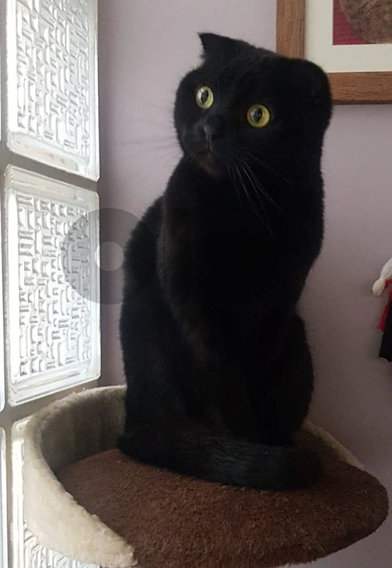 For Adoption