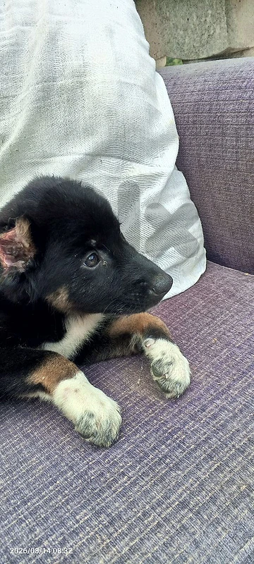 dog rex