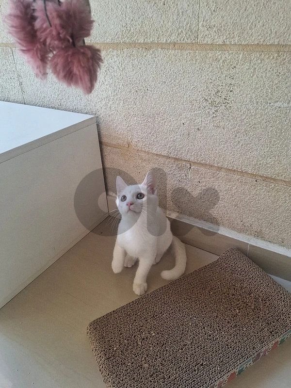 cat for sale with all tools