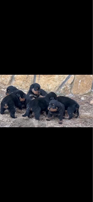 30-Day-Old Female Rottweiler Puppy 🐶
