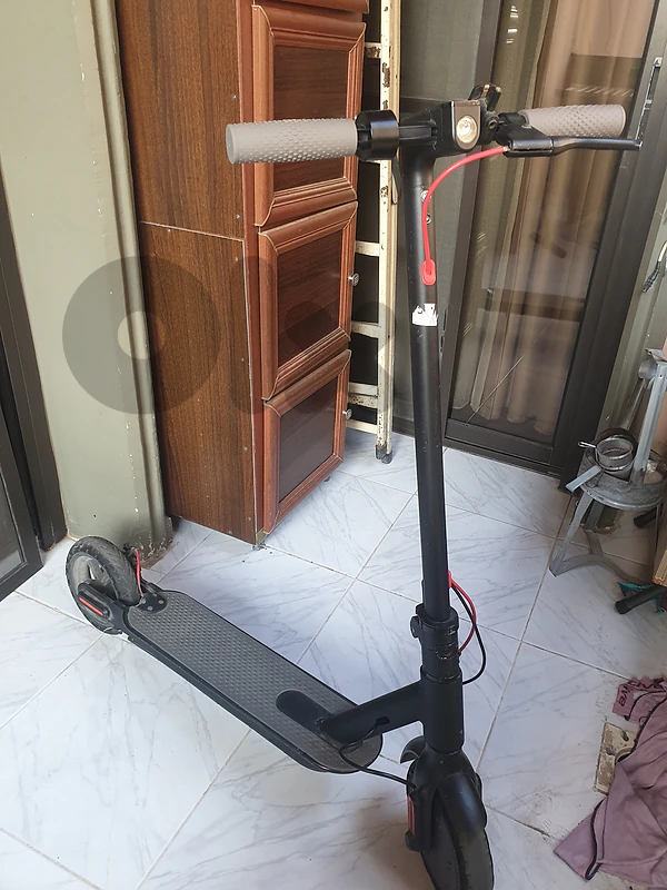 scoter