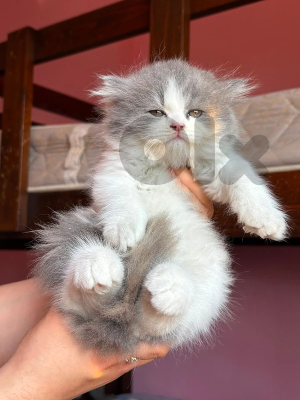persian kitten for sale