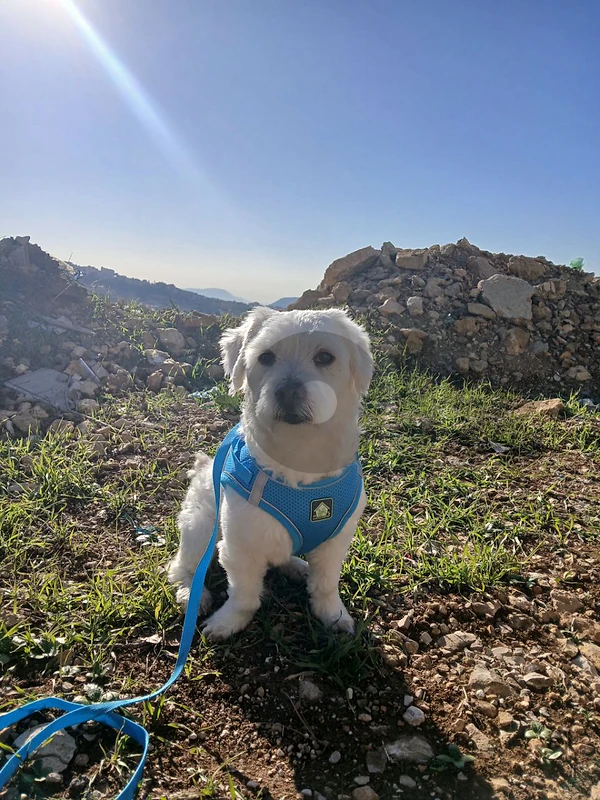 bichon frise