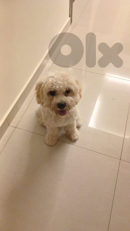 maltipoo 5 month old imported chipped fully vaccinated