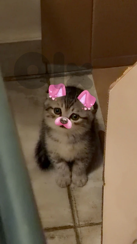 baby kittens for sale🥹