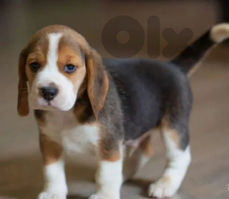 beagle puppies tricolor and lemon color