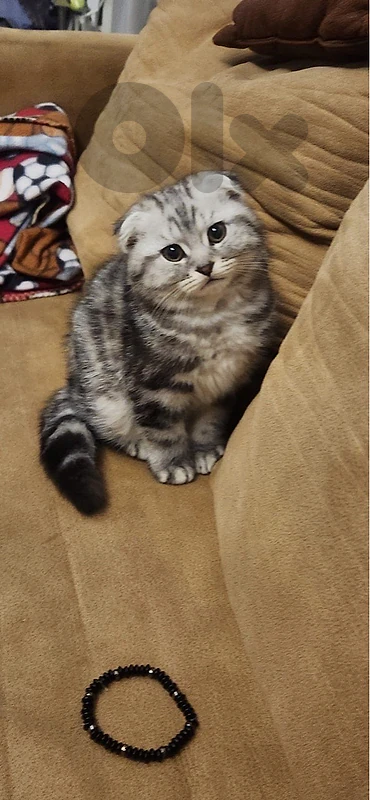 scottish fold male