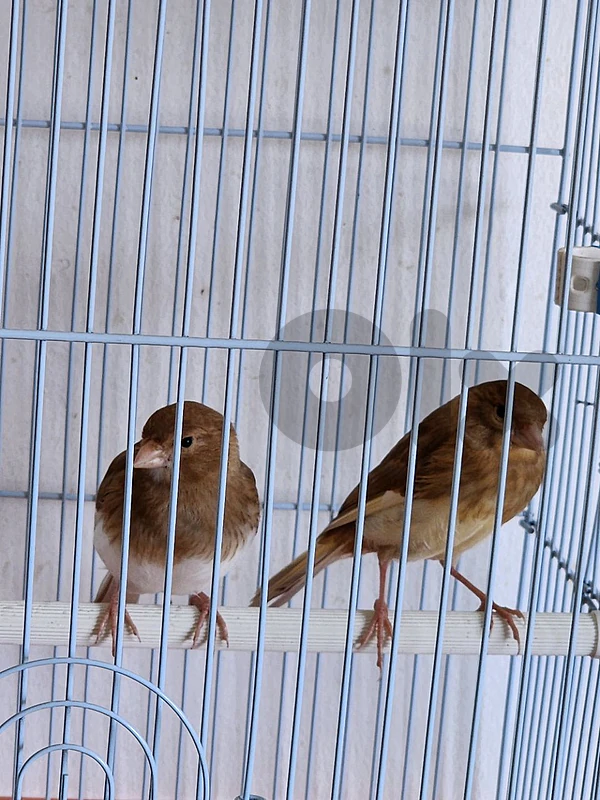 بندوق فايو فاو canari كنار