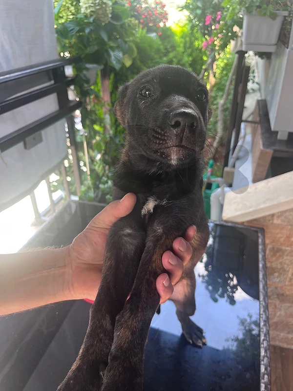 Belgian mallinois for sale