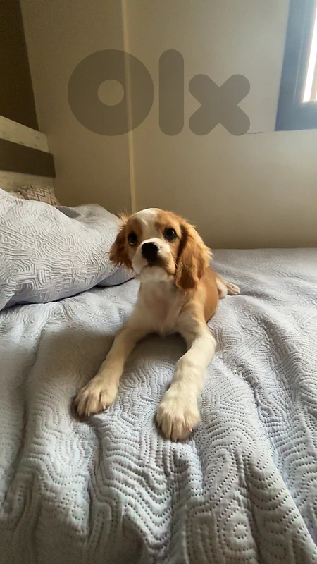 cavalier king charles spaniel puppy