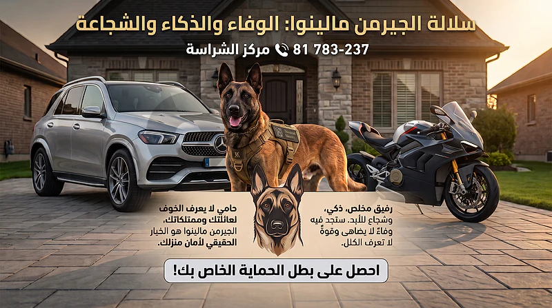 متوفر جراء من سلاله German Malinois