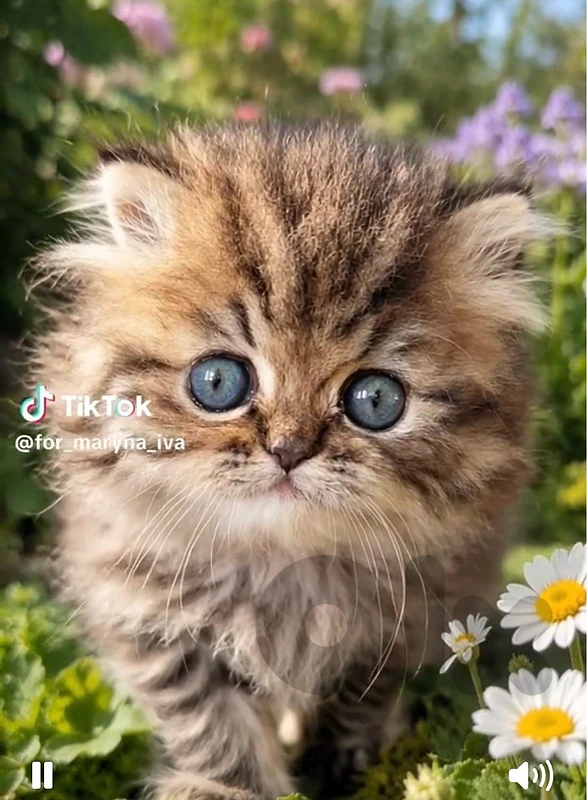 persian tiger