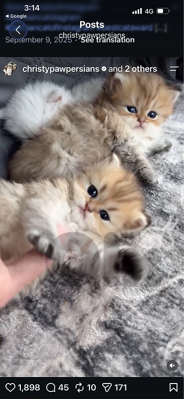 persian kitten  whtsp 81686679
