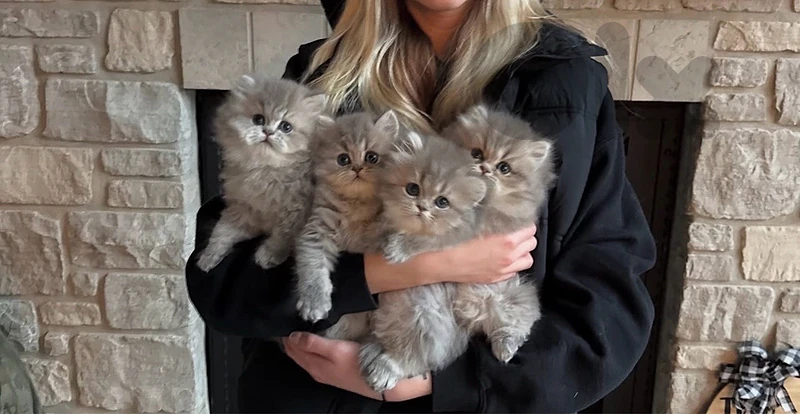 persian kitten  whtsp 81686679