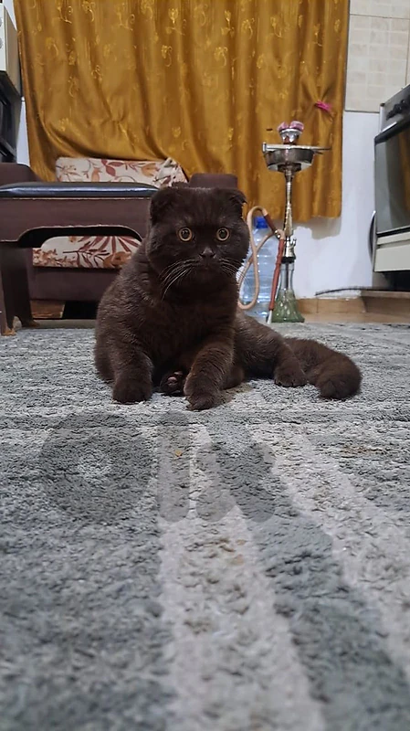 سكوتش بني بني