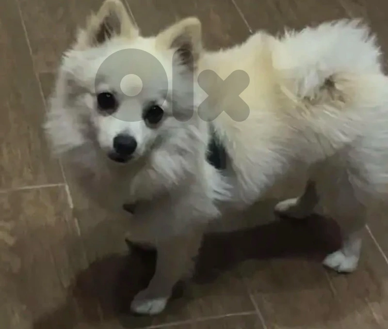 pomeranian dog for sale