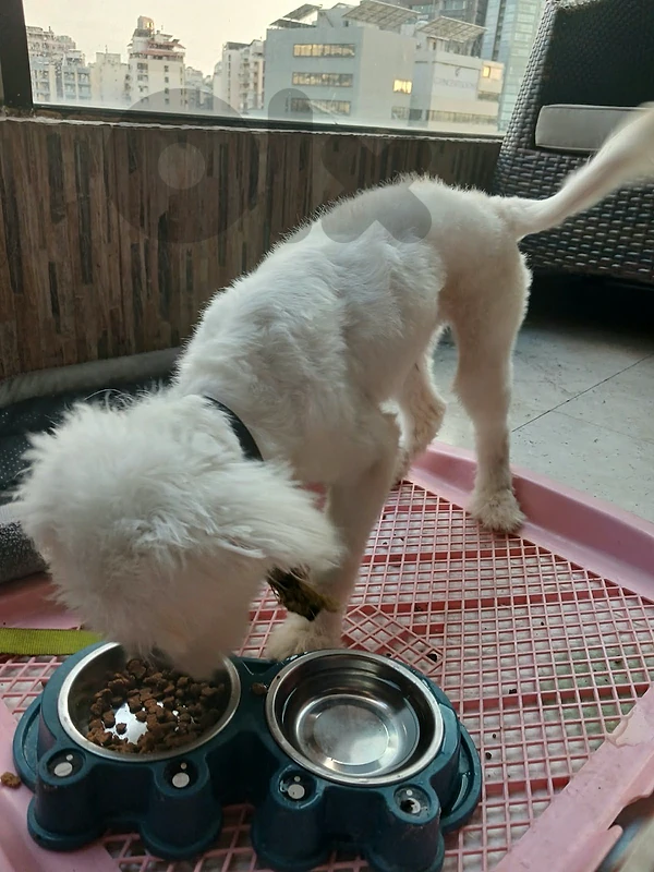 dod bichon maltese