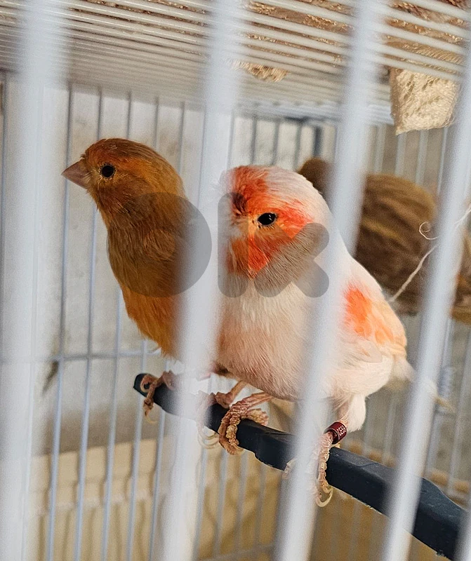 3 males ٣ فحولي