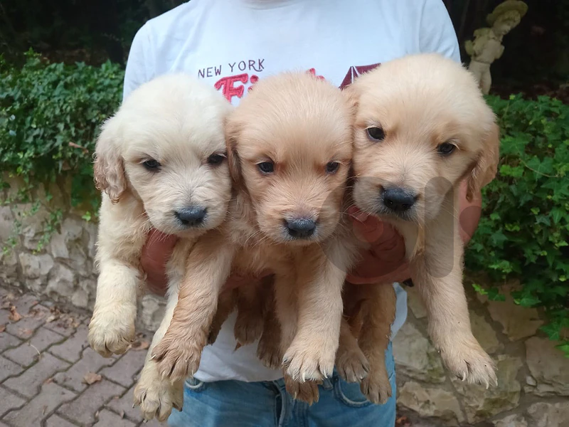 pure golden retriever, best quality, males and females