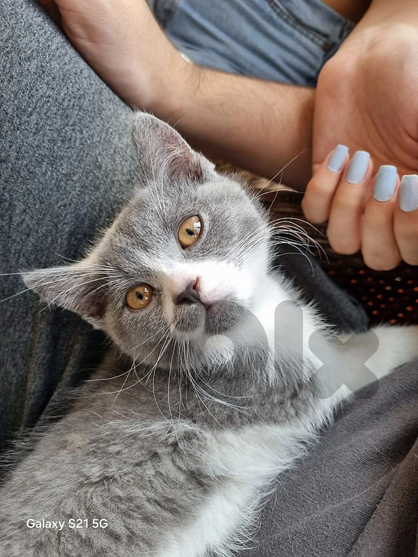 cat for adoption