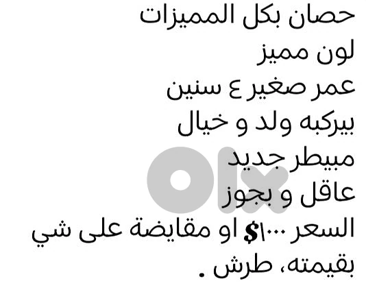 أجمل وأعقل حصان