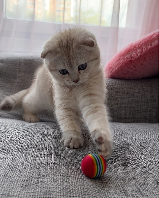 Scottish fold kittens lilac very rare