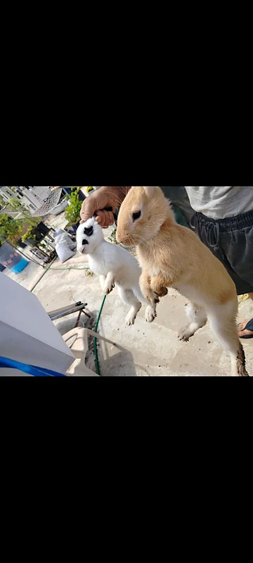 rabbit