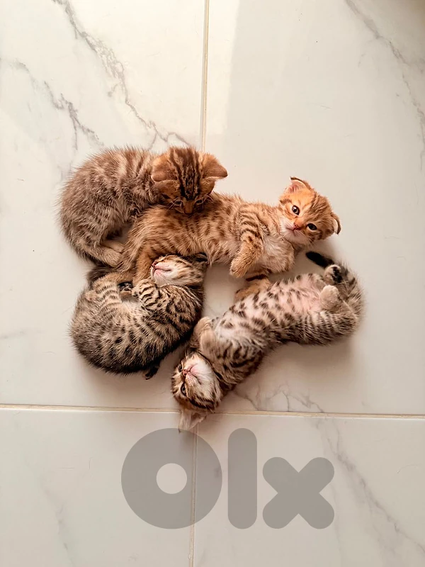 Scottish bengal