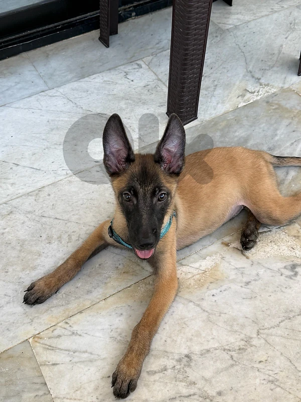 malinois