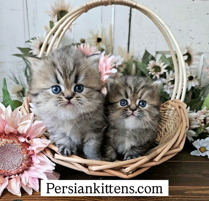 persian tiger