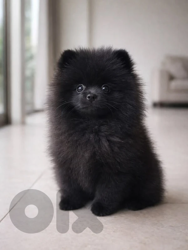 Black Pomeranian Spitz Puppies