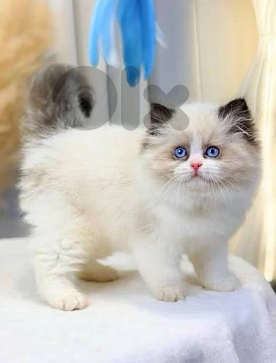 ragdol kitten