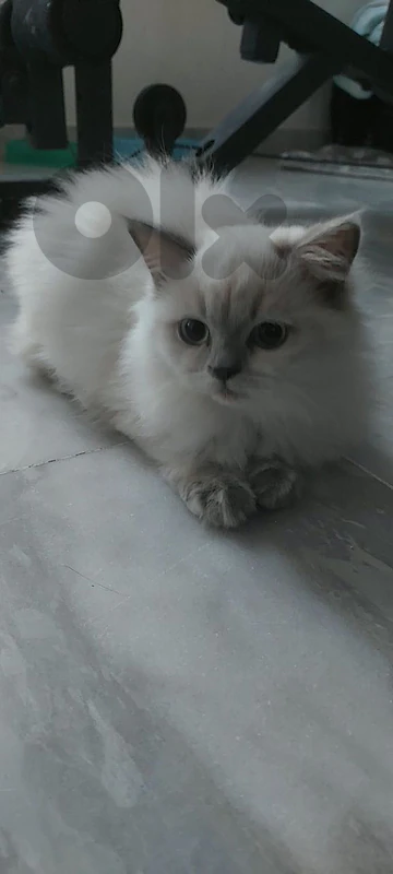 female white scottish