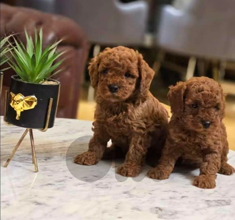 Toy Poodle available