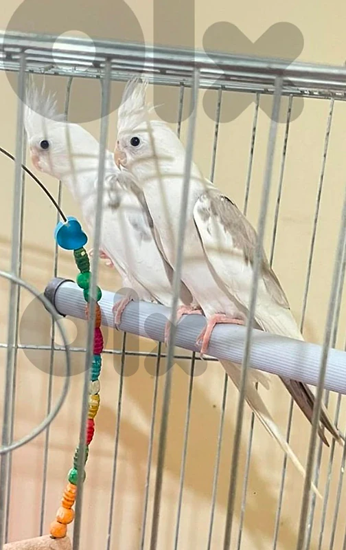 ملك و ملكة العمر سنة واحدة