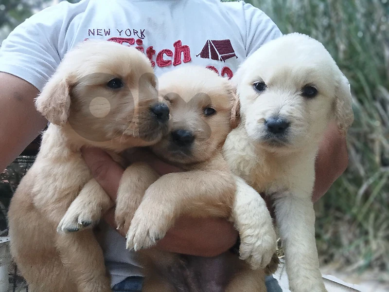 Golden retriever high quality Bear face