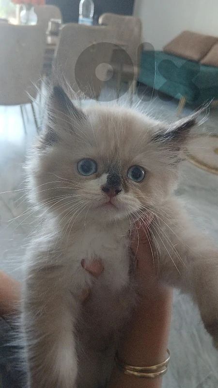 Himalayan Kittens