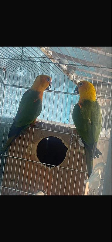 sun comure supper tamed and conure pineapple