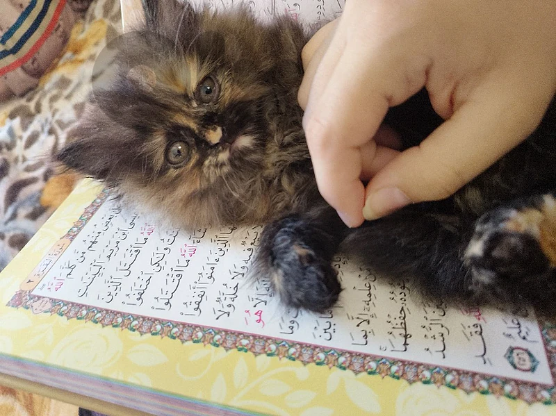بسينه للبيع
