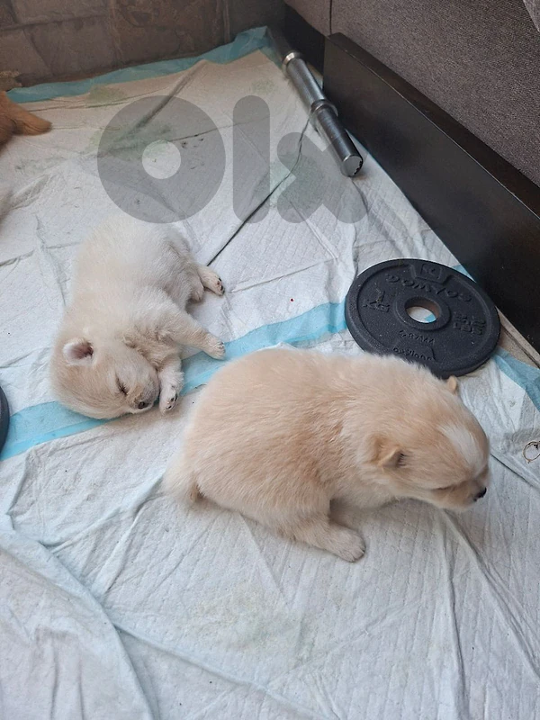 best pomeranian puppies