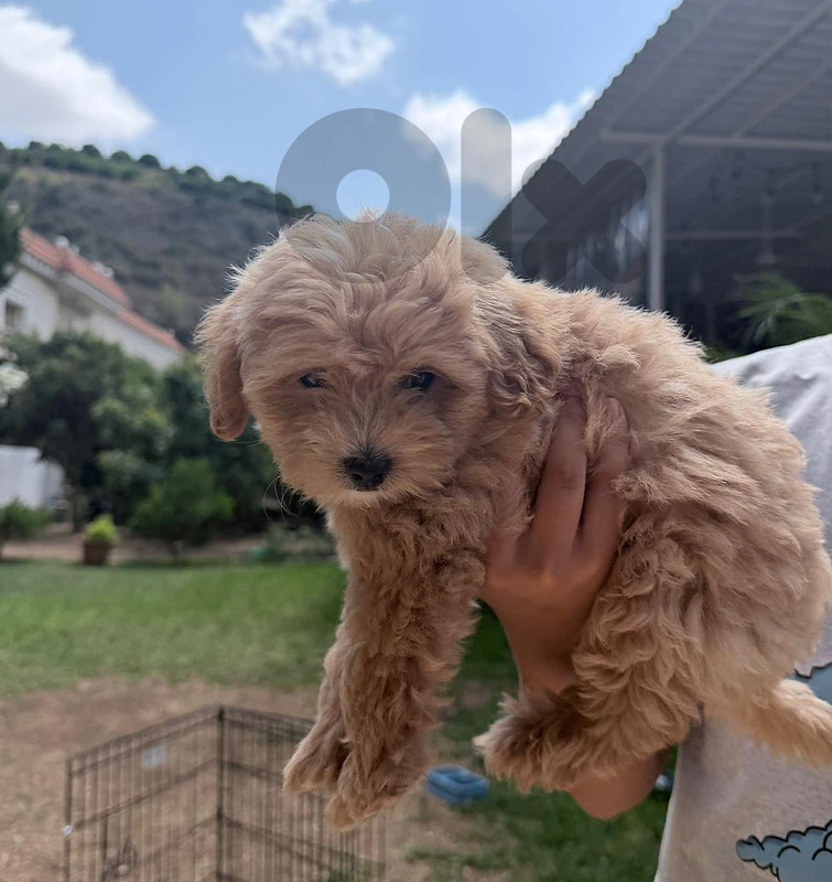 poodle