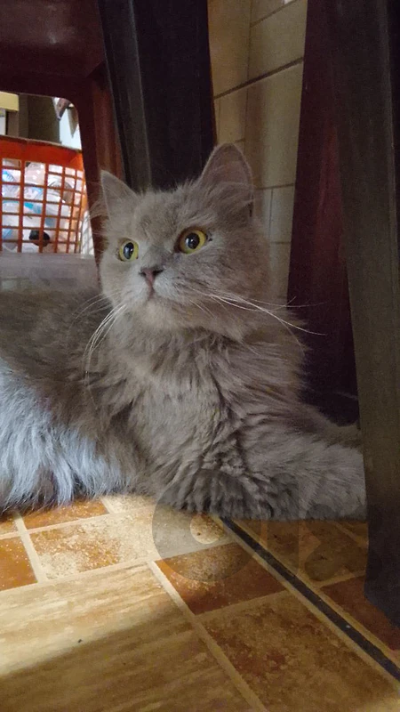 Grey persian cat